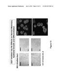 METHODS FOR TREATING NEOPLASTIC DISEASE TARGETING O-LINKED     N-ACETYLGLUCOSAMINE MODIFICATIONS OF CELLULAR PROTEIN diagram and image