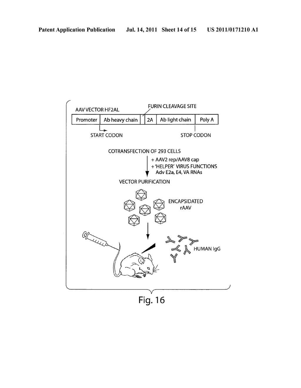 HUMANIZED MONOCLONAL ANTIBODIES AND METHODS OF USE - diagram, schematic, and image 15