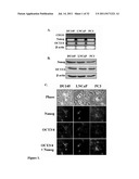 COMPOSITIONS AND METHODS FOR THE TREATMENT OF A NEOPLASIA diagram and image