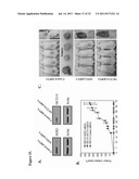 COMPOSITIONS AND METHODS FOR THE TREATMENT OF A NEOPLASIA diagram and image