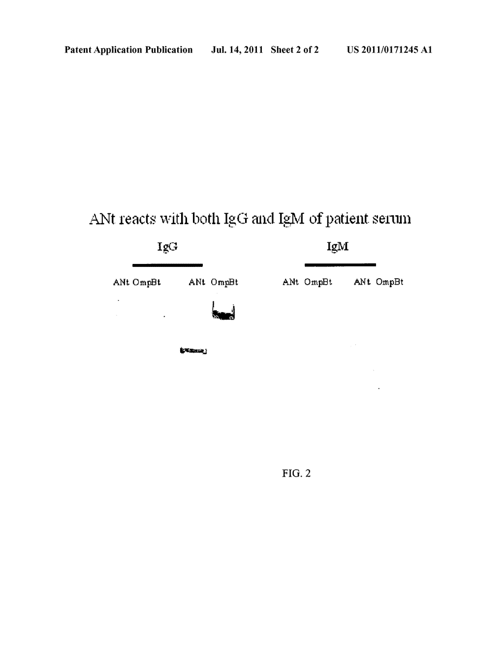 RECOMBINANT ANTIGEN FOR DIAGNOSIS AND PREVENTION OF MURINE TYPHUS - diagram, schematic, and image 03