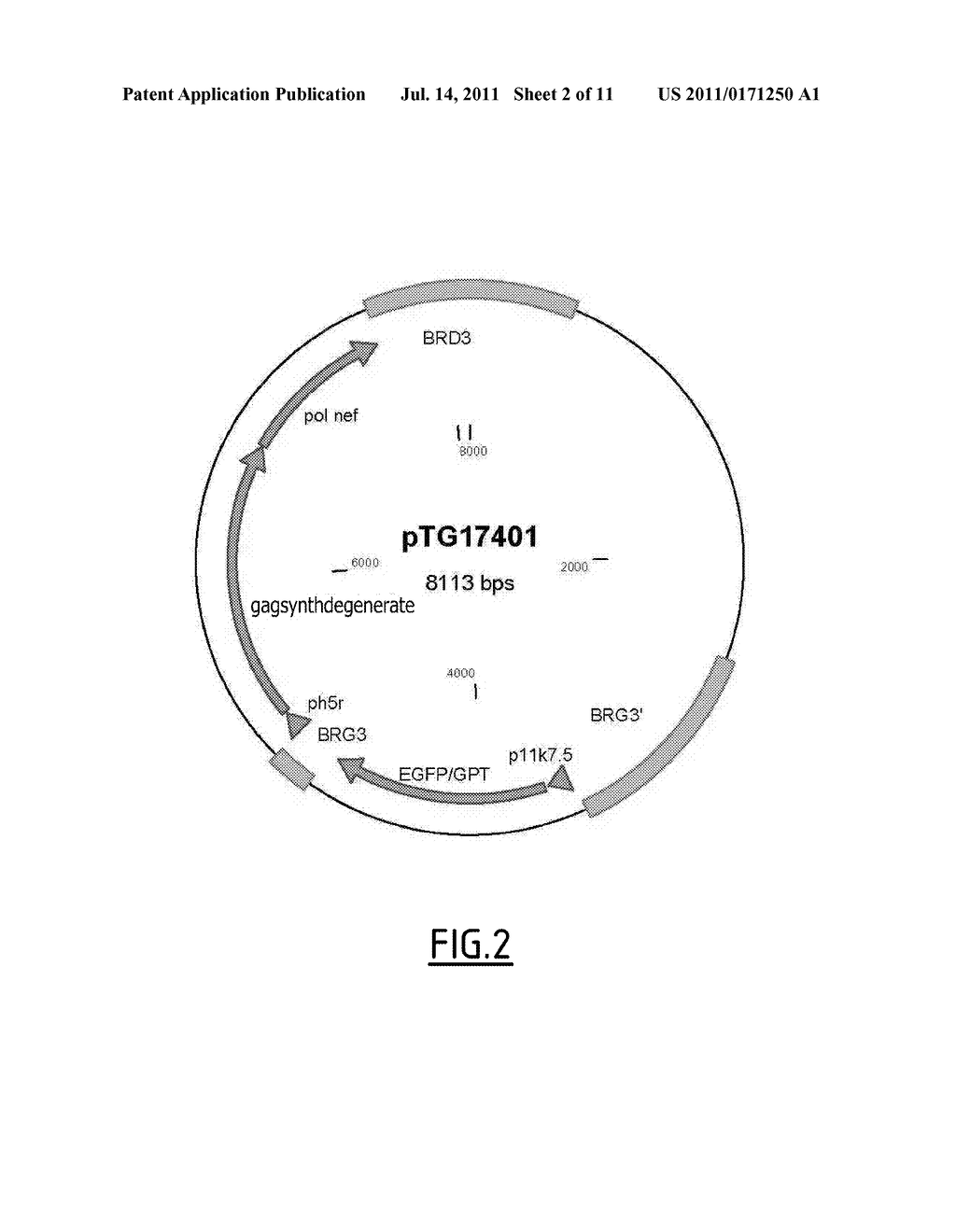 Synthetic Gene Construct Coding for an HIV1 GAG and Use Thereof for     Obtaining Anti-HIV-1 Vaccines - diagram, schematic, and image 03