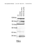 Synthetic Gene Construct Coding for an HIV1 GAG and Use Thereof for     Obtaining Anti-HIV-1 Vaccines diagram and image