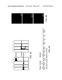 MALARIA VACCINE diagram and image