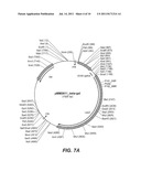 NON-VIRAL COMPOSITIONS AND METHODS FOR TRANSFECTING GUT CELLS IN VIVO diagram and image