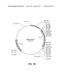 NON-VIRAL COMPOSITIONS AND METHODS FOR TRANSFECTING GUT CELLS IN VIVO diagram and image