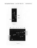 Oral recombinant helicobacter pylori vaccine and preparing method thereof diagram and image