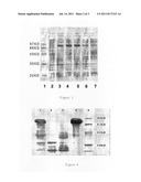 Oral recombinant helicobacter pylori vaccine and preparing method thereof diagram and image