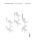 DETECTION OF NUCLEIC ACIDS BY OLIGONUCLEOTIDE PROBES CLEAVED IN PRESENCE     OF ENDONUCLEASE V diagram and image