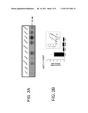 METHODS AND COMPOSITIONS FOR REGULATION OF STEM CELL SURVIVAL,     PROLIFERATION, AND DIFFERENTIATION BY PROTEIN UBIQUITINATION diagram and image