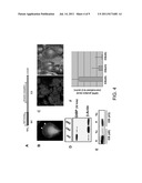 METHODS AND COMPOSITIONS FOR REGULATION OF STEM CELL SURVIVAL,     PROLIFERATION, AND DIFFERENTIATION BY PROTEIN UBIQUITINATION diagram and image