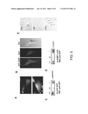 METHODS AND COMPOSITIONS FOR REGULATION OF STEM CELL SURVIVAL,     PROLIFERATION, AND DIFFERENTIATION BY PROTEIN UBIQUITINATION diagram and image