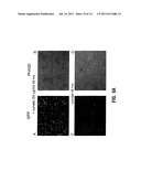 REVERSE CUMATE REPRESSOR MUTANT diagram and image