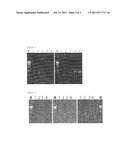 METHOD FOR ENHANCING POLYMERASE ACTIVITY diagram and image