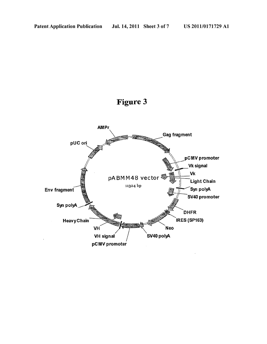 Method for Producing Stable Mammalian Cell Lines Producing High Levels of     Recombinant Proteins - diagram, schematic, and image 04