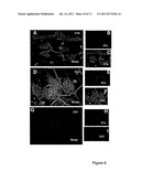 Detection of Interactions Between Lipid Complexes and Lipid Binding Agents diagram and image