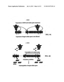 Compositions and Systems for the Regulation of Genes diagram and image