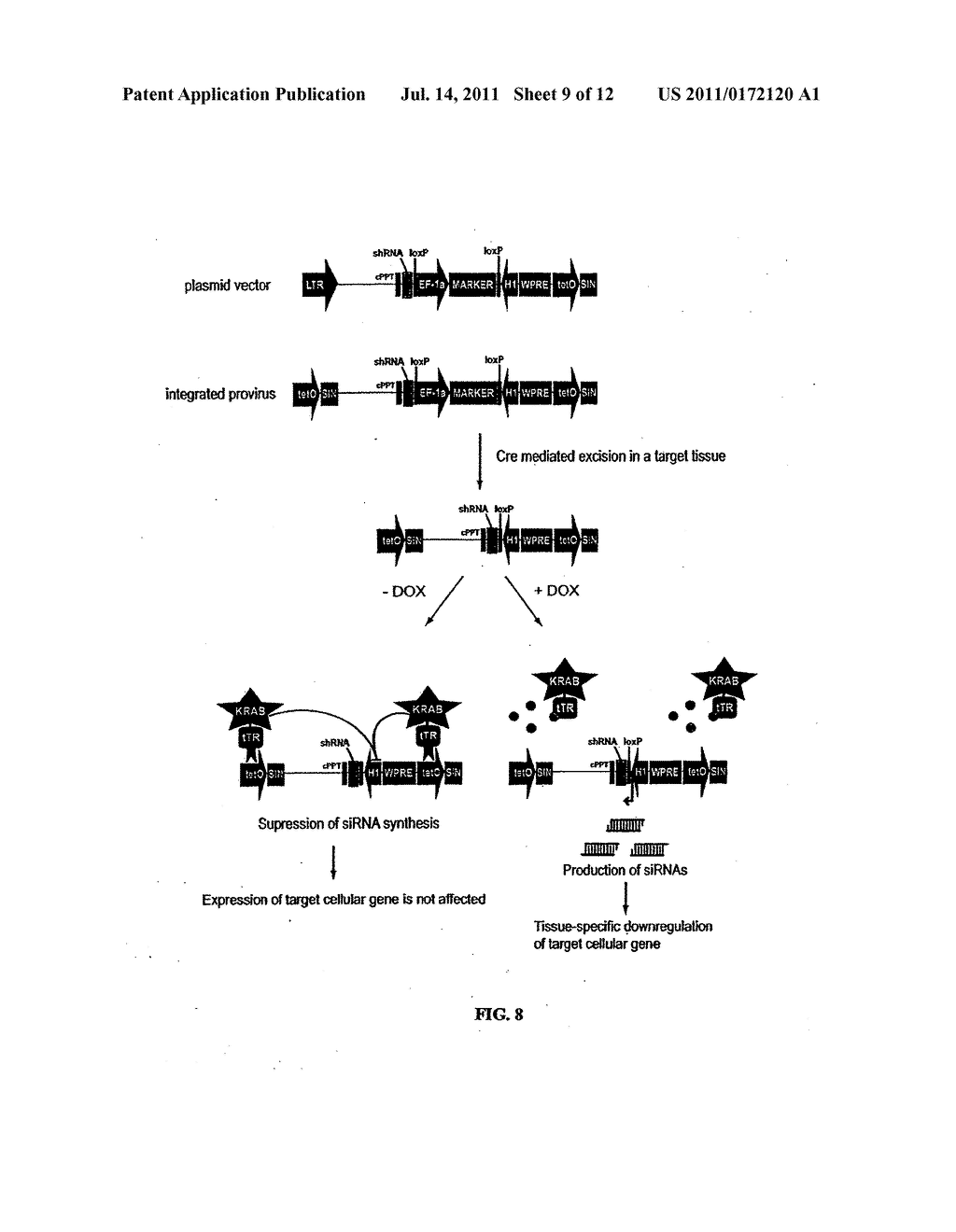 Compositions and Systems for the Regulation of Genes - diagram, schematic, and image 10
