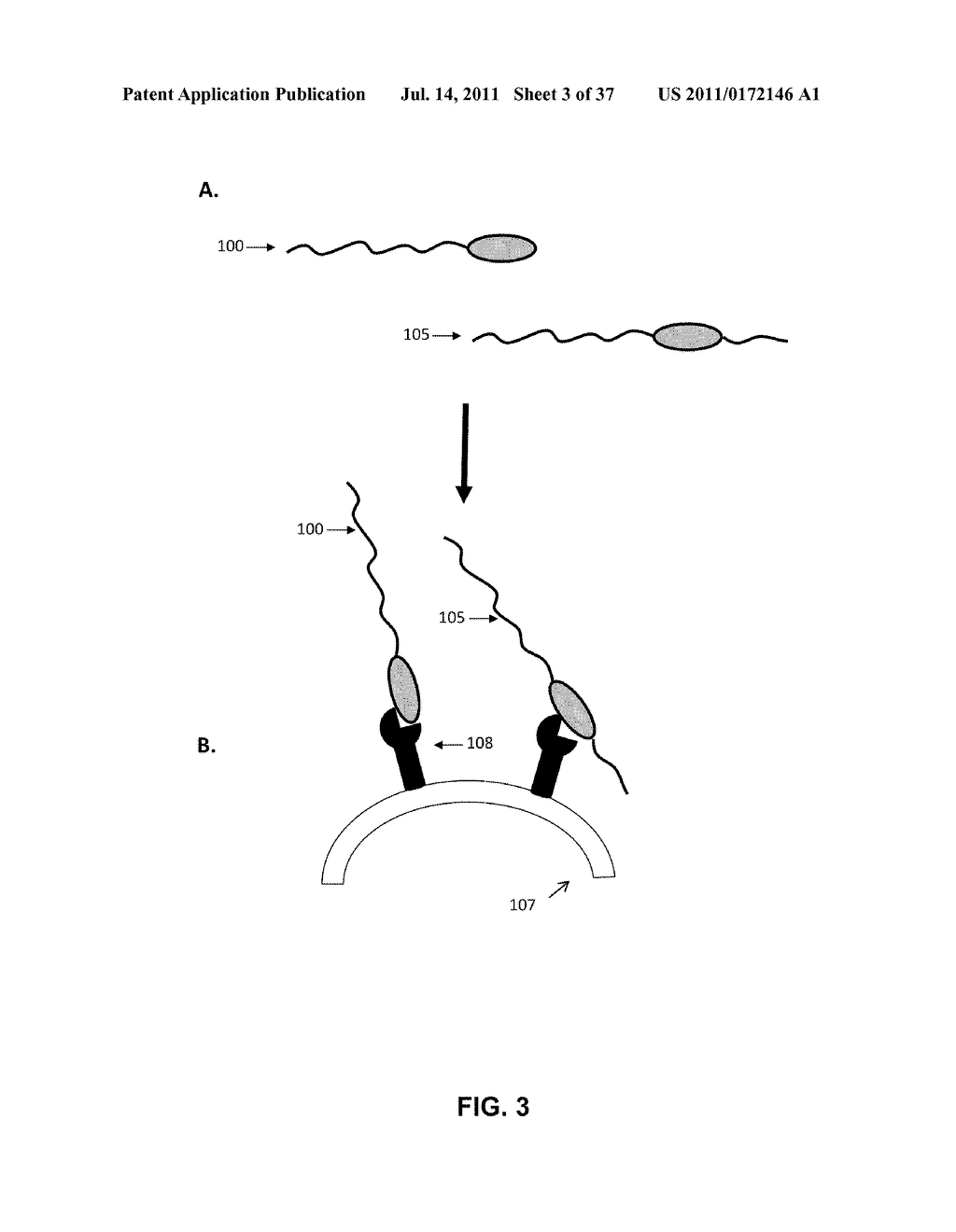 GROWTH HORMONE POLYPEPTIDES AND METHODS OF MAKING AND USING SAME - diagram, schematic, and image 04