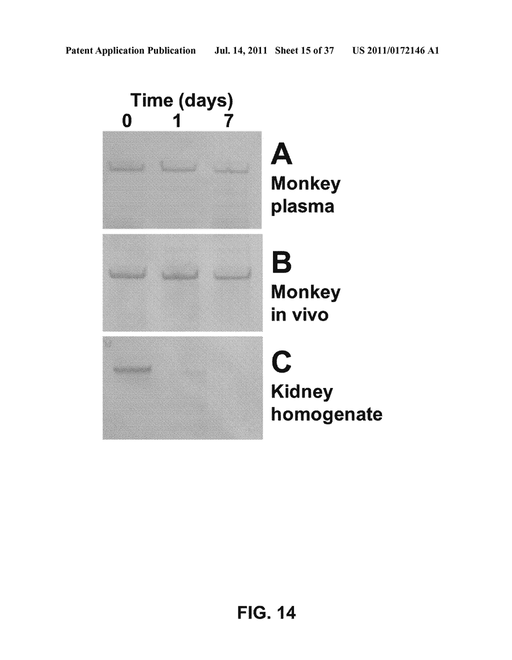 GROWTH HORMONE POLYPEPTIDES AND METHODS OF MAKING AND USING SAME - diagram, schematic, and image 16