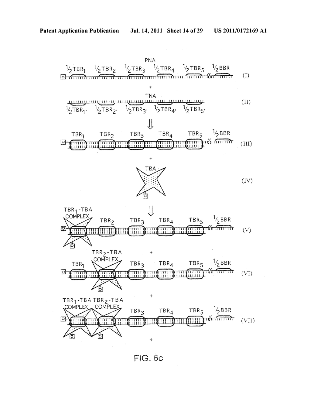 Method of Detection of Nucleic Acids with a Specific Sequence Composition - diagram, schematic, and image 15