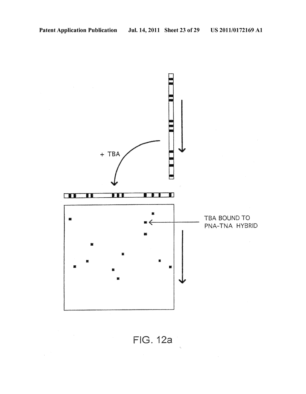 Method of Detection of Nucleic Acids with a Specific Sequence Composition - diagram, schematic, and image 24