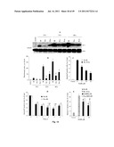 USE OF TARGETED NITROXIDE AGENTS IN PREVENTING, MITIGATING AND TREATING     RADIATION INJURY diagram and image