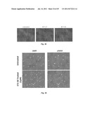 USE OF TARGETED NITROXIDE AGENTS IN PREVENTING, MITIGATING AND TREATING     RADIATION INJURY diagram and image