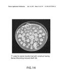 Isoforms of eIF-5A: Senescence-induced eIF5A; Wounding-induced elF-5A;     Growth elF-5A; and DHS diagram and image