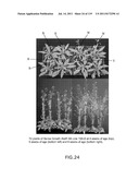 Isoforms of eIF-5A: Senescence-induced eIF5A; Wounding-induced elF-5A;     Growth elF-5A; and DHS diagram and image