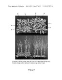 Isoforms of eIF-5A: Senescence-induced eIF5A; Wounding-induced elF-5A;     Growth elF-5A; and DHS diagram and image