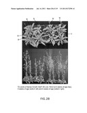 Isoforms of eIF-5A: Senescence-induced eIF5A; Wounding-induced elF-5A;     Growth elF-5A; and DHS diagram and image