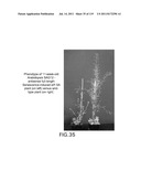 Isoforms of eIF-5A: Senescence-induced eIF5A; Wounding-induced elF-5A;     Growth elF-5A; and DHS diagram and image