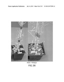 Isoforms of eIF-5A: Senescence-induced eIF5A; Wounding-induced elF-5A;     Growth elF-5A; and DHS diagram and image