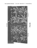 Isoforms of eIF-5A: Senescence-induced eIF5A; Wounding-induced elF-5A;     Growth elF-5A; and DHS diagram and image