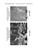 Isoforms of eIF-5A: Senescence-induced eIF5A; Wounding-induced elF-5A;     Growth elF-5A; and DHS diagram and image