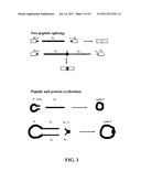 PROTEIN SPLICING USING SHORT TERMINAL SPLIT INTEINS diagram and image