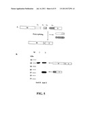 PROTEIN SPLICING USING SHORT TERMINAL SPLIT INTEINS diagram and image