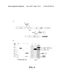 PROTEIN SPLICING USING SHORT TERMINAL SPLIT INTEINS diagram and image