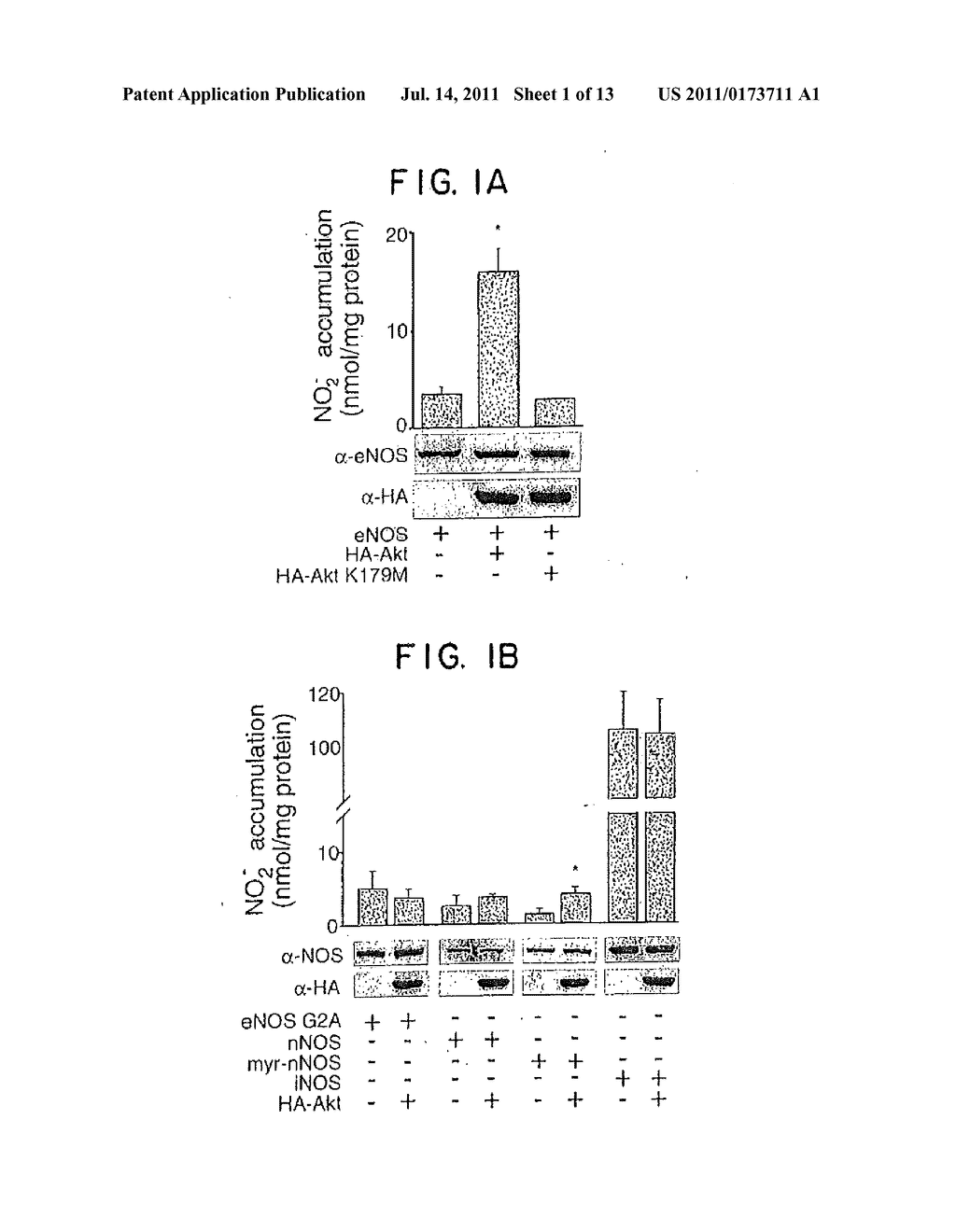 eNos Mutations Useful for Gene Therapy and Therapeutic Screening - diagram, schematic, and image 02