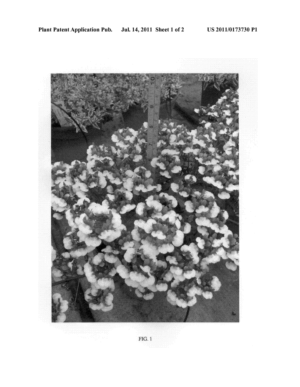 NEMESIA plant named 'FLEURBW' - diagram, schematic, and image 04