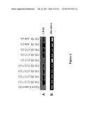 ALTERATION OF TOBACCO ALKALOID CONTENT THROUGH MODIFICATION OF SPECIFIC     CYTOCHROME P450 GENES diagram and image