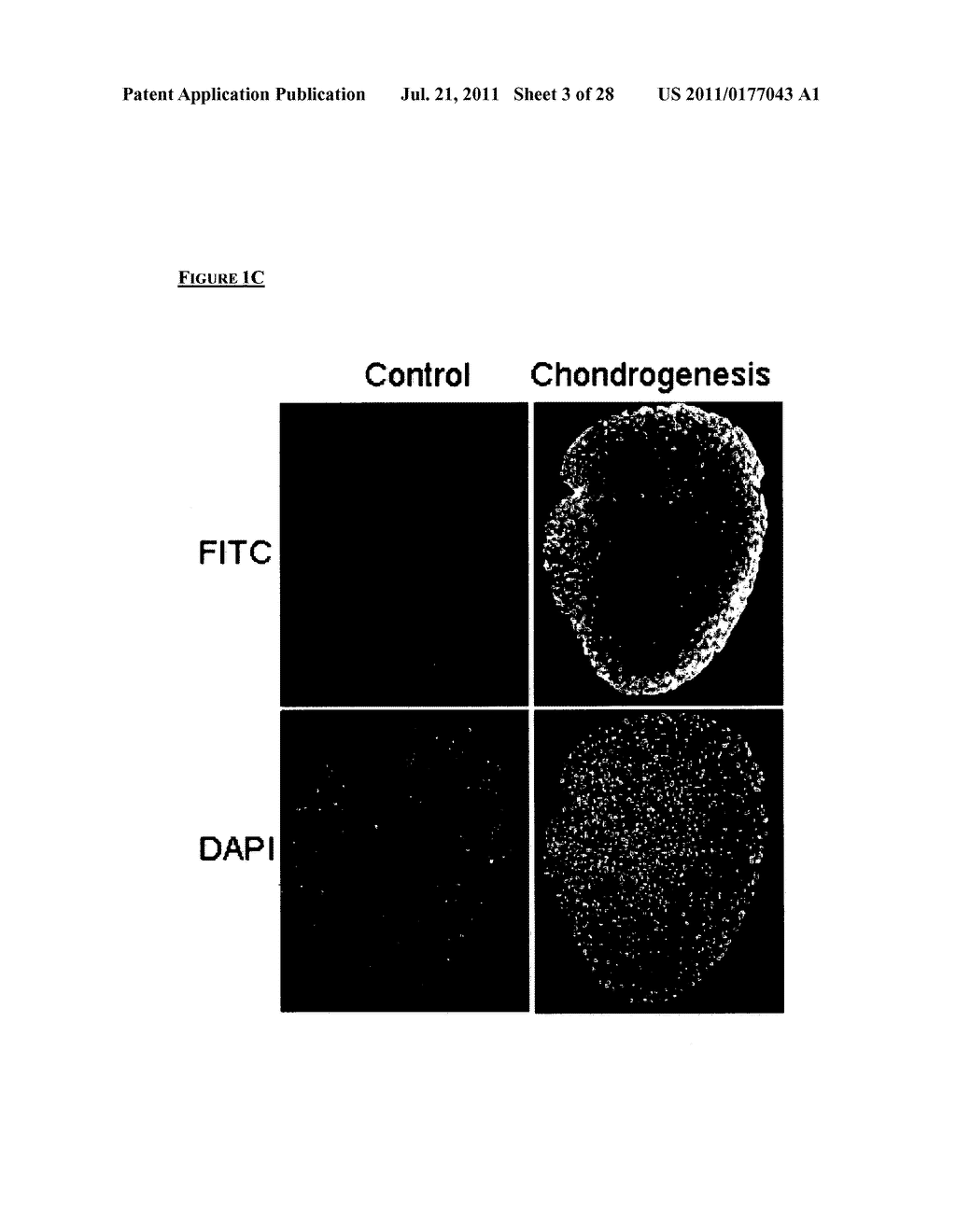 METHOD OF IMPROVING DIFFERENTIATION OF CHONDROGENIC PROGENITOR CELLS - diagram, schematic, and image 04