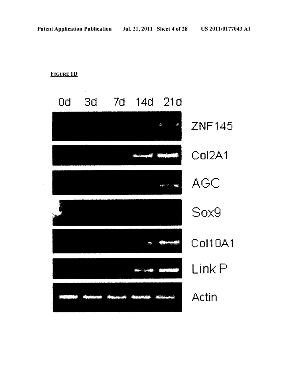 METHOD OF IMPROVING DIFFERENTIATION OF CHONDROGENIC PROGENITOR CELLS - diagram, schematic, and image 05