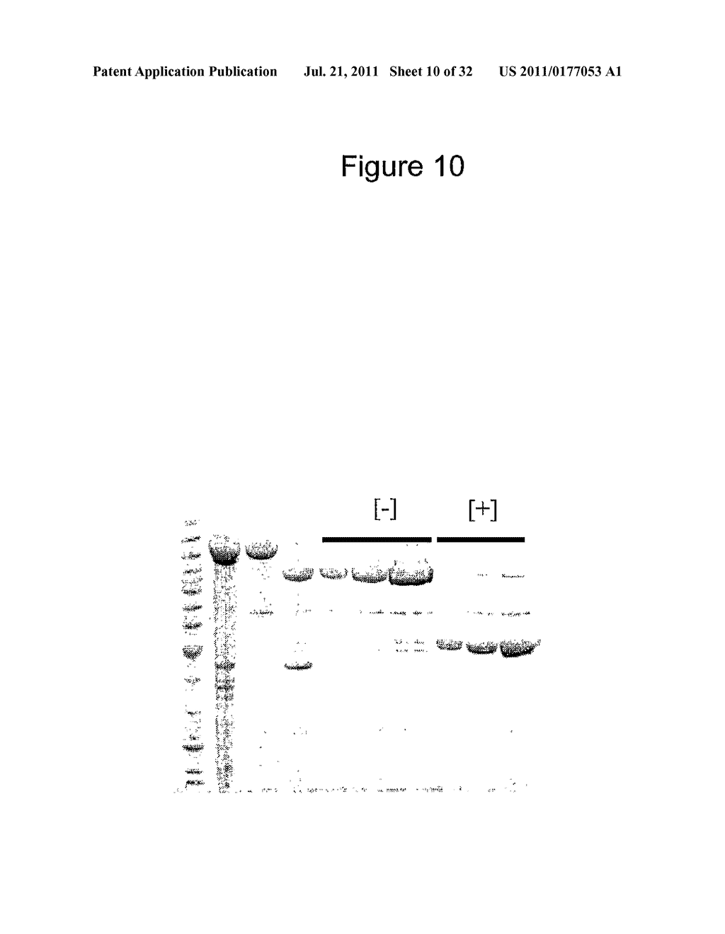 NON-CYTOTOXIC PROTEIN CONJUGATES - diagram, schematic, and image 11