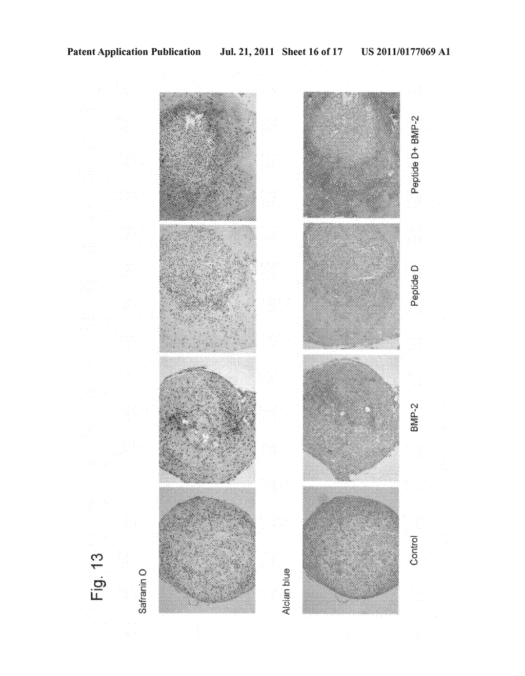 NOVEL INDUCER OF CHONDROCYTE PROLIFERATION AND DIFFERENTIATION - diagram, schematic, and image 17