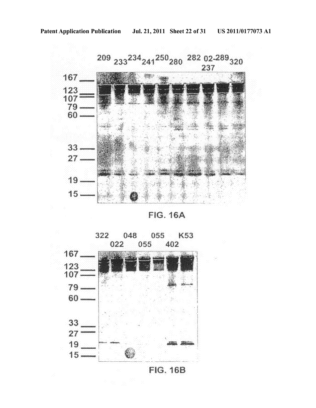 Recombinant production of mixtures of antibodies - diagram, schematic, and image 23