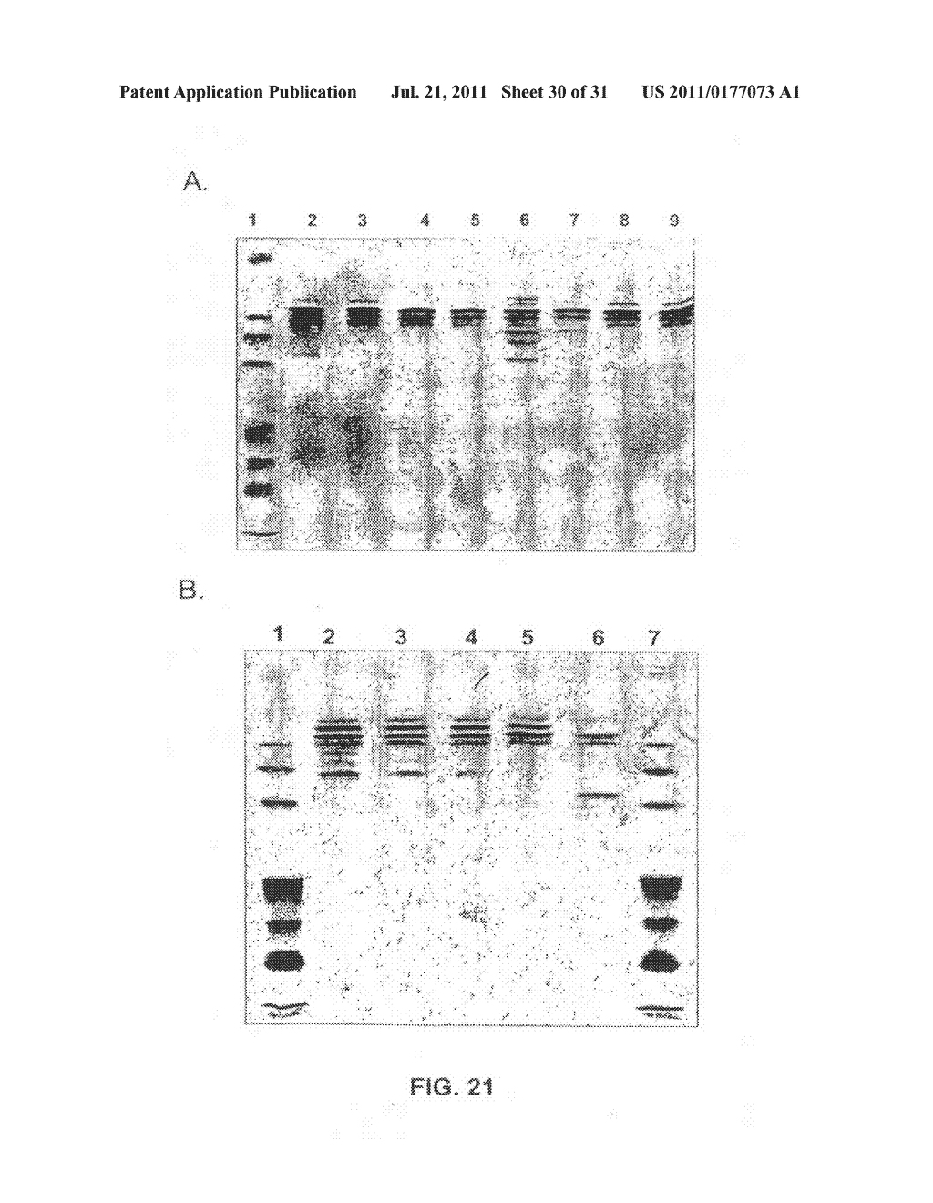 Recombinant production of mixtures of antibodies - diagram, schematic, and image 31