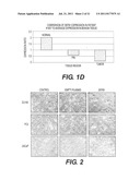 TARGETING PAX2 FOR THE INDUCTION OF DEFB1-MEDIATED TUMOR IMMUNITY AND     CANCER THERAPY diagram and image