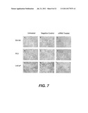 TARGETING PAX2 FOR THE INDUCTION OF DEFB1-MEDIATED TUMOR IMMUNITY AND     CANCER THERAPY diagram and image